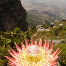 King Protea on Hiddingh Buttress