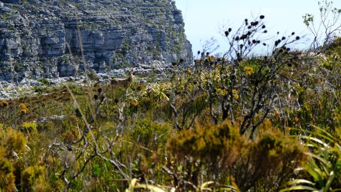 #12ApostlesFire - Justin Hawthorne - Table Mountain - 11 Month Update 38